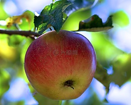 蘋果,紅色,水果
