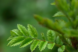 宏,散景,性质