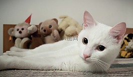 貓,白,動物