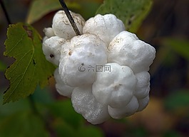 雪莓果,水果,邦莓果