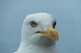 海鷗,鳥,動物