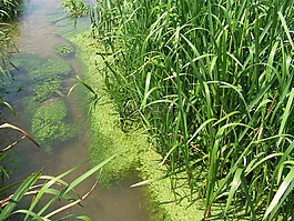 變化,湖,草