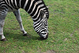 斑馬,條紋,野生動物園