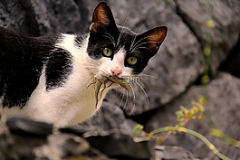 性質(zhì),動物,貓
