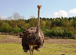 鴕鳥(niǎo),動(dòng)物園,鳥(niǎo)
