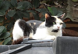 貓,貓的,動物