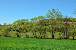 樹木,綠色,4 月