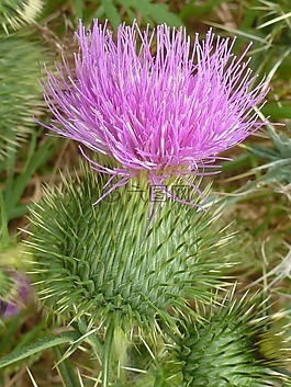 薊,花,野生
