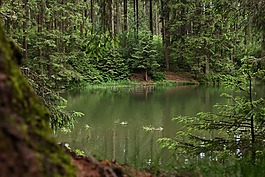 性质,森林,waldsee