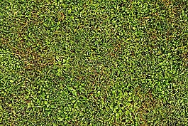 出,字段,植物群