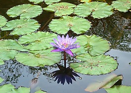 花卉,性質(zhì),湖