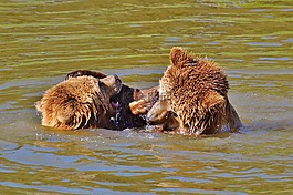 熊,wildpark 地點(diǎn),播放
