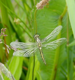 蜻蜓,昆蟲,關(guān)閉