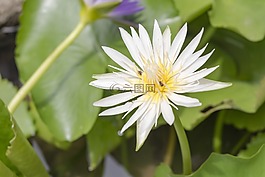 性質(zhì),蓮花,花