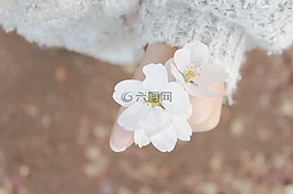春天,櫻花盛開,春天的花朵