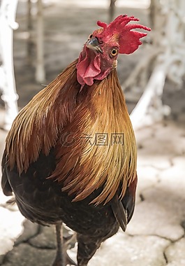 鸡,具喙。,羽毛