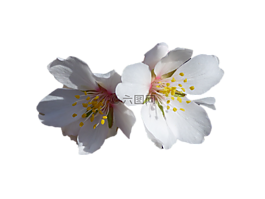 鮮花,白,杏仁樹