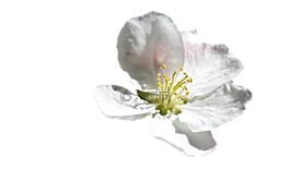 花,白,春