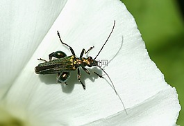昆虫,甲虫，昆虫,假油甲虫