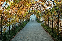 葡萄園,葡萄藤,葡萄