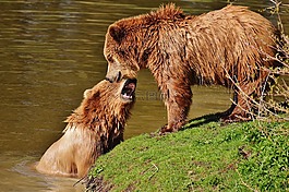 熊,wildpark 地點(diǎn),播放