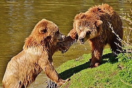 熊,wildpark 地點(diǎn),播放