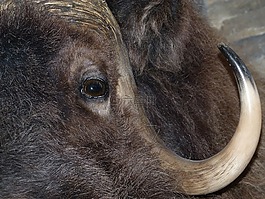 野牛,頭,哺乳動物
