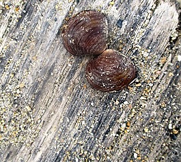 貽貝,湖,海灘