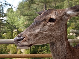 鹿,動物,哺乳動物
