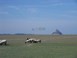圣迈克尔山,圣米歇尔,羊