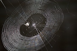 蜘蛛,web,蜘蛛網(wǎng)