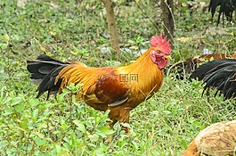 鳥,自然,動物