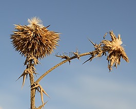 薊,植物,花
