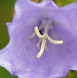 宏,花,矢車菊