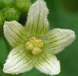宏,花,關(guān)閉