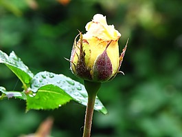 玫瑰,黃色,開花