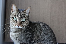 貓,眼睛,小貓