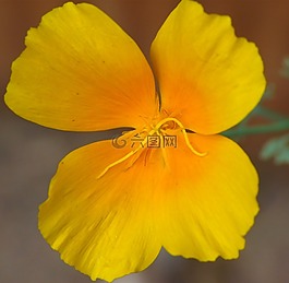 宏,花,關(guān)閉