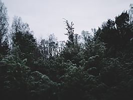黑暗,樹,植物
