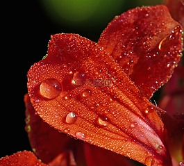 宏,花,關(guān)閉