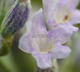 宏,花,關(guān)閉