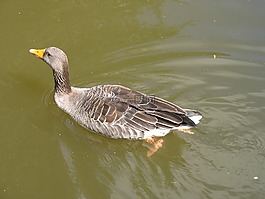 鴨,鵝,池塘