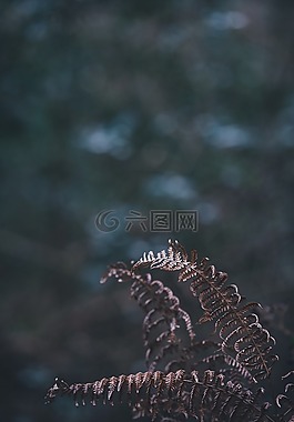 蕨類植物,葉,植物