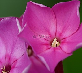 宏,花,關(guān)閉