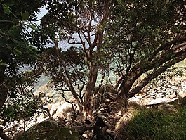 樹,海灘,海