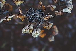 黑暗,模糊,戶外