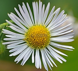 宏,花,關(guān)閉