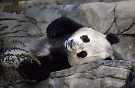 熊貓,熊,動(dòng)物園