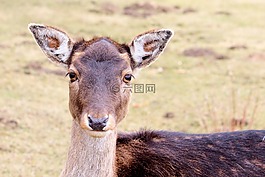 獐鹿,休耕鹿,性質(zhì)