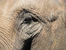 象,動(dòng)物園,非洲